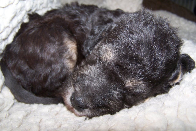 Arc-en-ciel Arlequin 06.02 (19).JPG